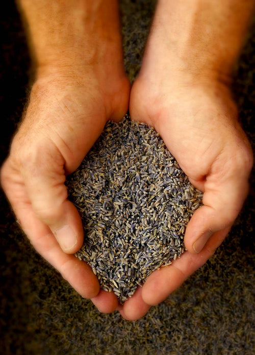 Bud Sachet, Lavender