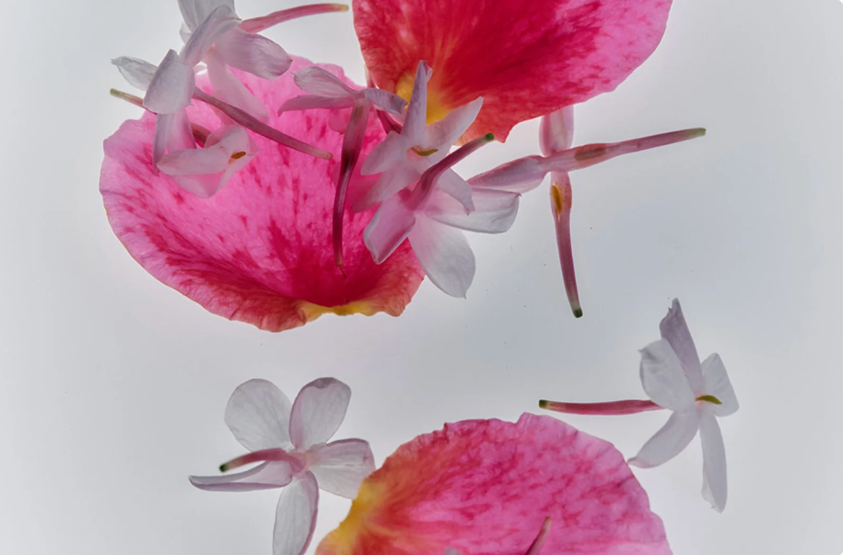 Jasmine Damask Rose Rich Cream